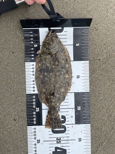 ヒラメの釣果