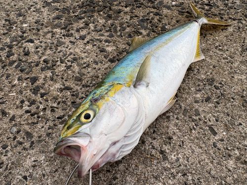 ブリの釣果