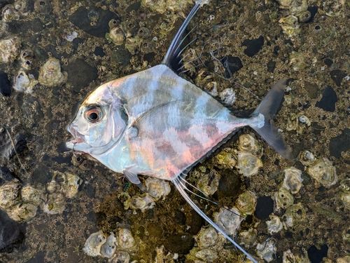 イトヒキアジの釣果