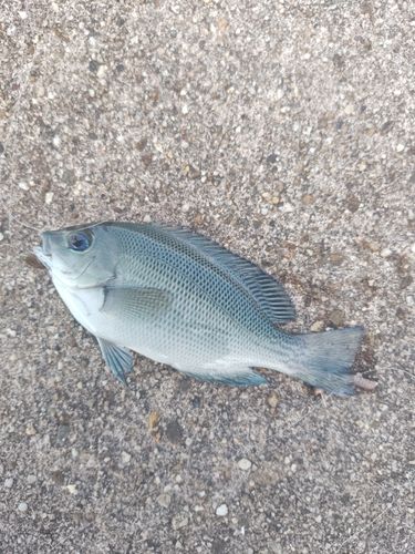 グレの釣果