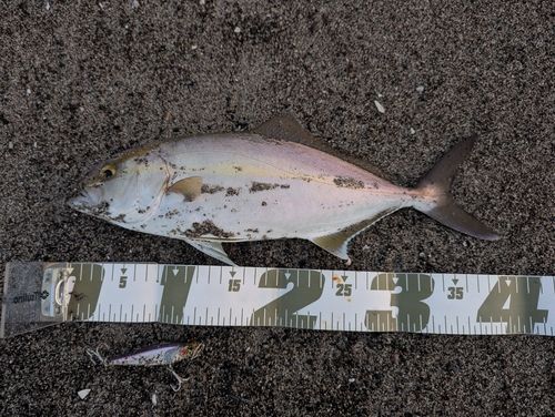カンパチの釣果