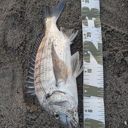 クロダイ