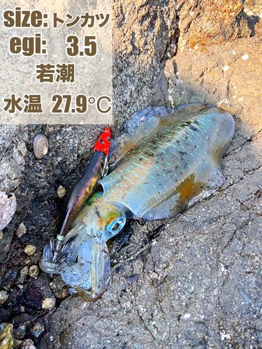 雑賀崎漁港