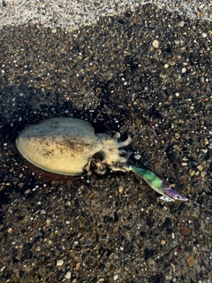 コウイカの釣果
