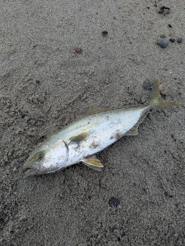 ワカシの釣果