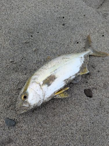 ショゴの釣果