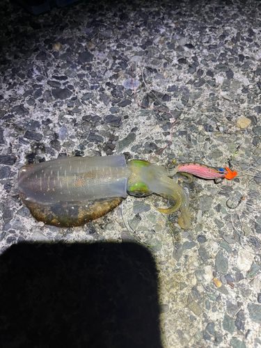 アオリイカの釣果