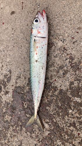 サバの釣果