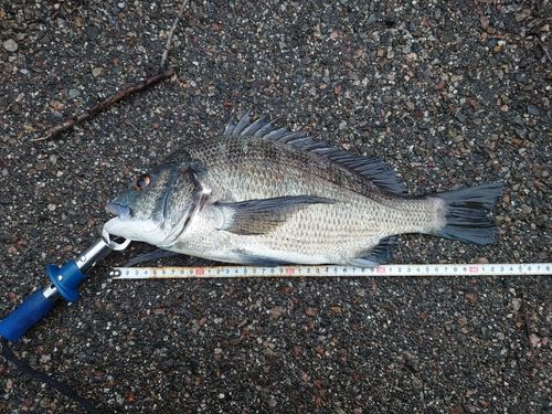 クロダイの釣果