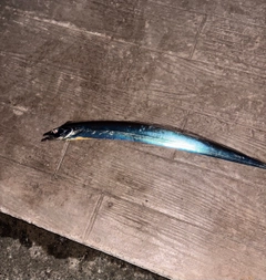 タチウオの釣果