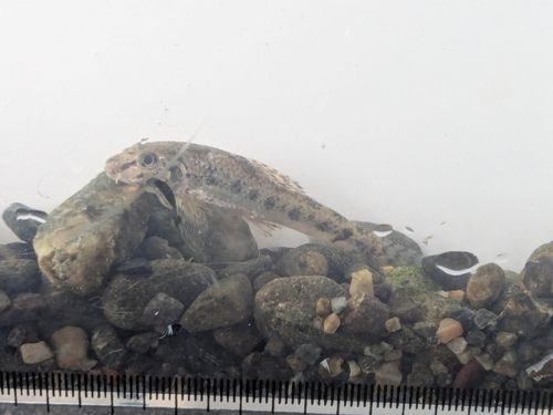 荒川上流