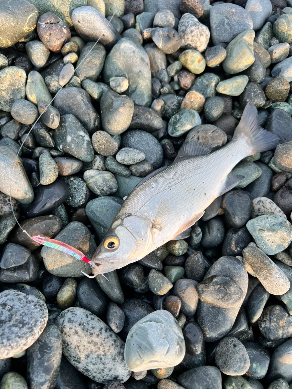 セイゴ（ヒラスズキ）