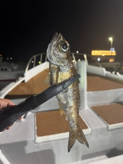 クロムツの釣果