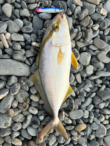 駿河湾