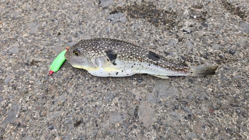フグの釣果