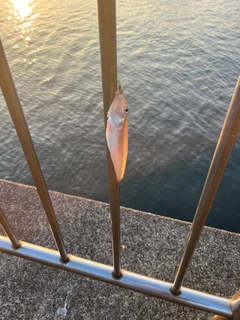 シロギスの釣果