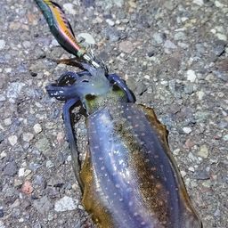 アオリイカ