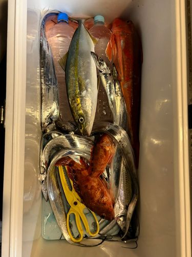 タチウオの釣果