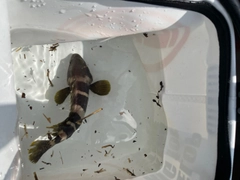 アオハタの釣果