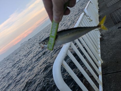 サバの釣果