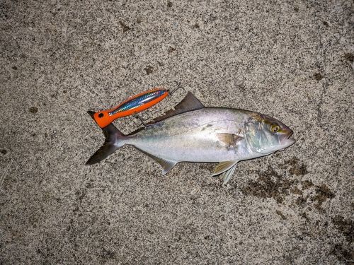 カンパチの釣果