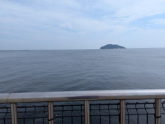 シロギスの釣果