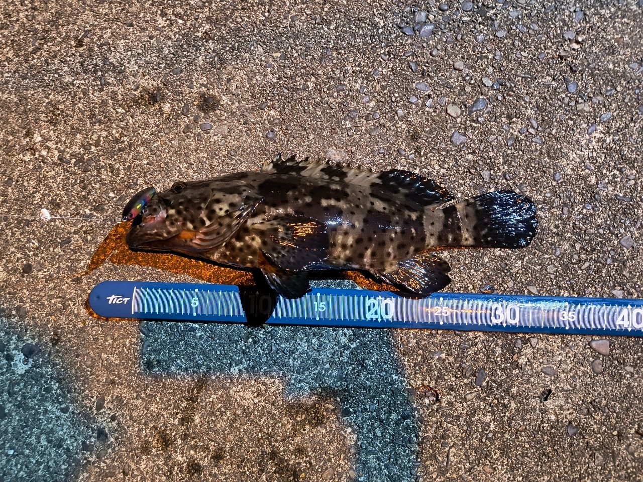 チャイロマルハタ