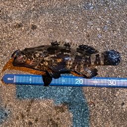 チャイロマルハタ