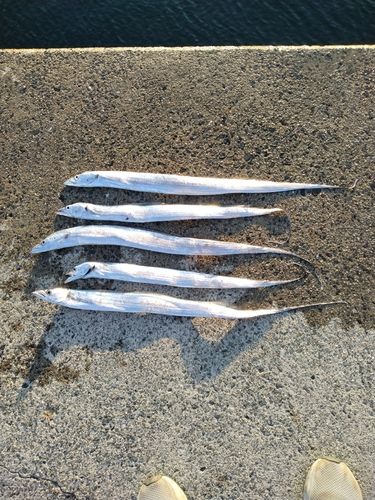 タチウオの釣果