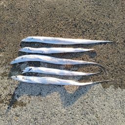 タチウオ