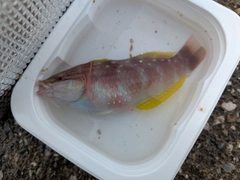 ホシササノハベラの釣果