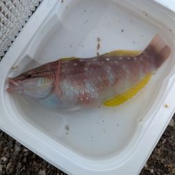 ホシササノハベラ