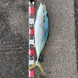 イナダ