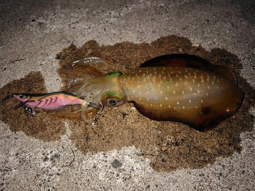 越前海岸