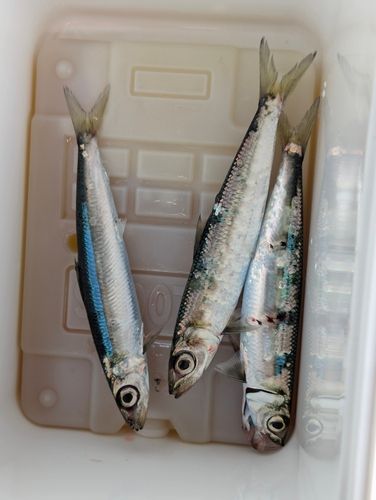 ウルメイワシの釣果