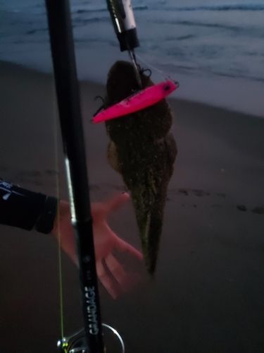 マゴチの釣果