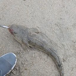 マゴチ