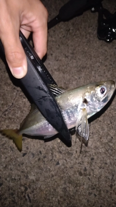 マアジの釣果