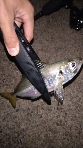 マアジの釣果
