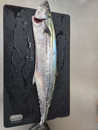 サゴシの釣果