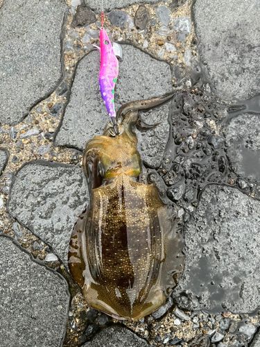 男鹿半島