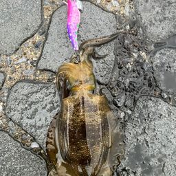 アオリイカ
