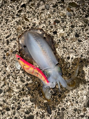 アオリイカの釣果