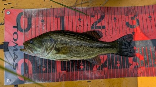 ラージマウスバスの釣果