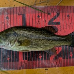 ラージマウスバス