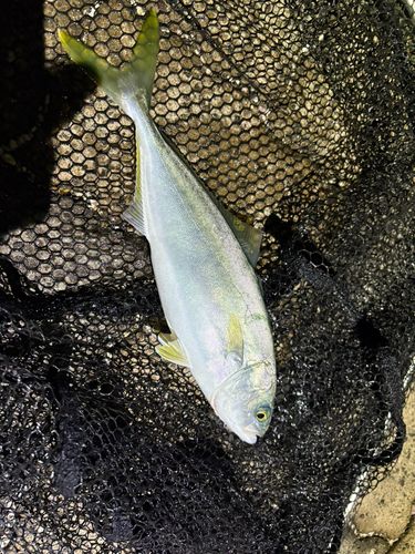 ヒラマサの釣果