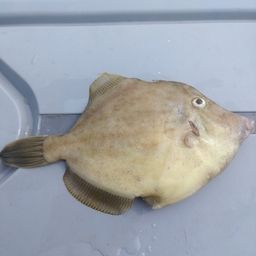 カワハギ