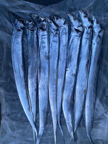 タチウオの釣果