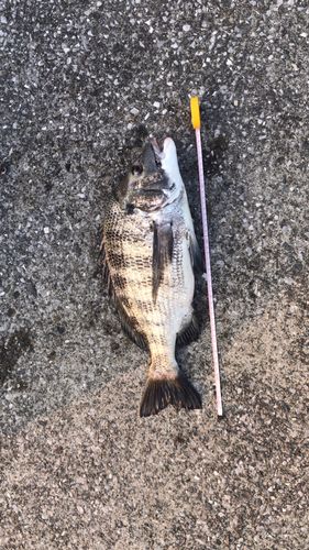 チヌの釣果