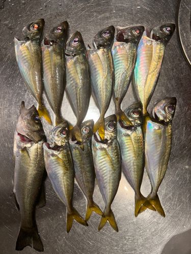 笠戸湾